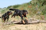 BEAUCERON 260